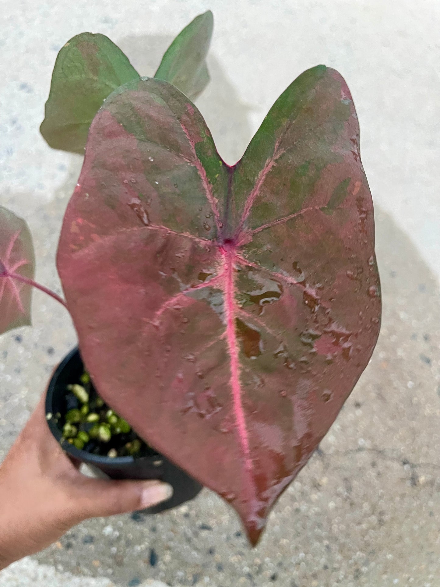 Caladium 05