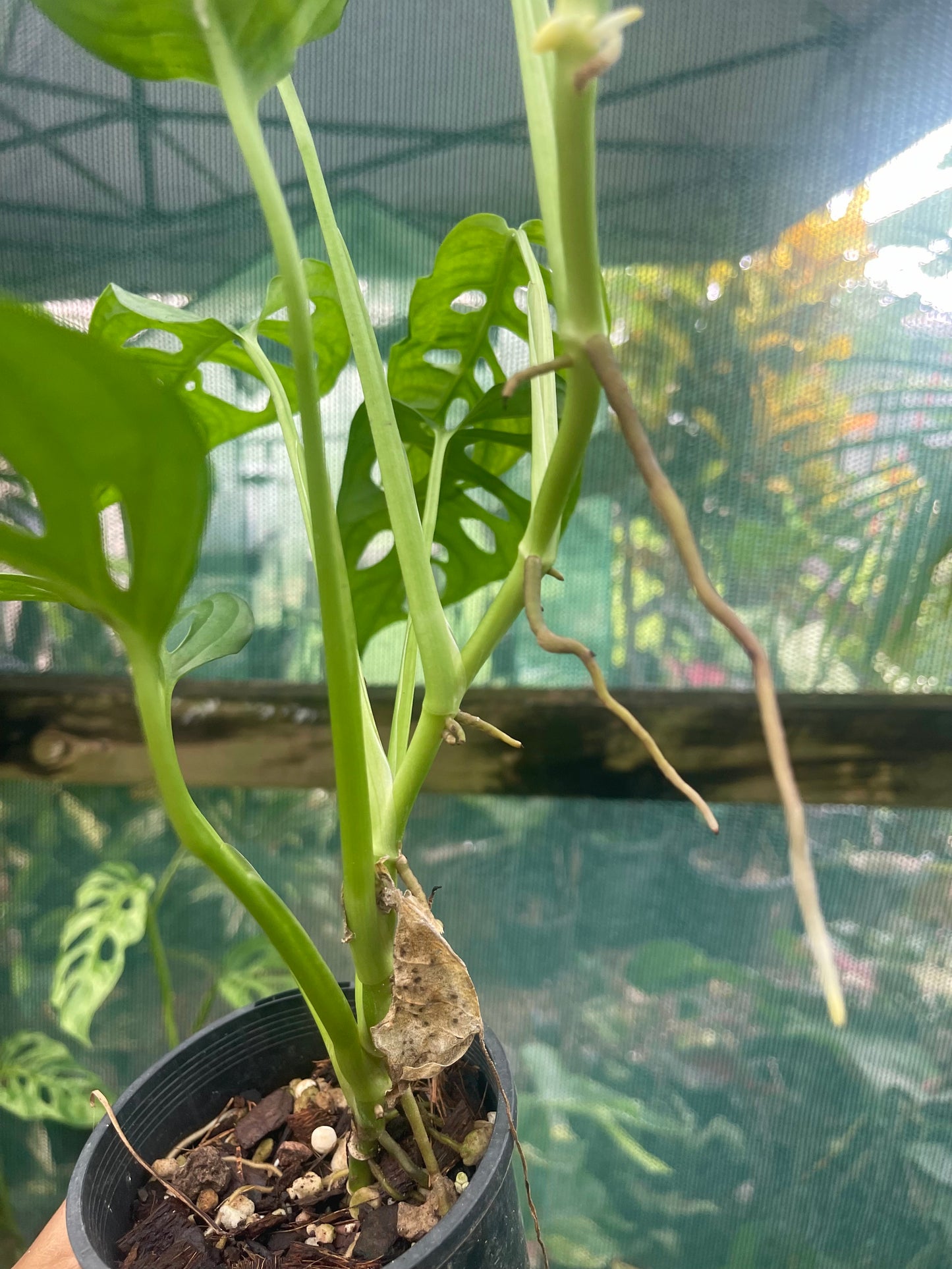 Monstera adansonii Monkey mask plant 🪴