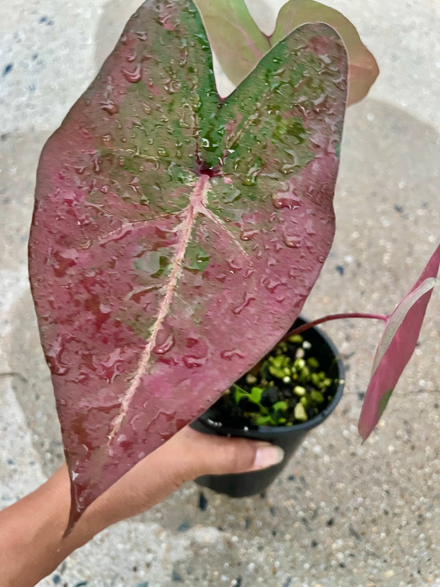 Caladium 05