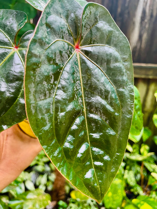👑 Anthurium Red sinus blood moon ( HOFFMANII) 👑