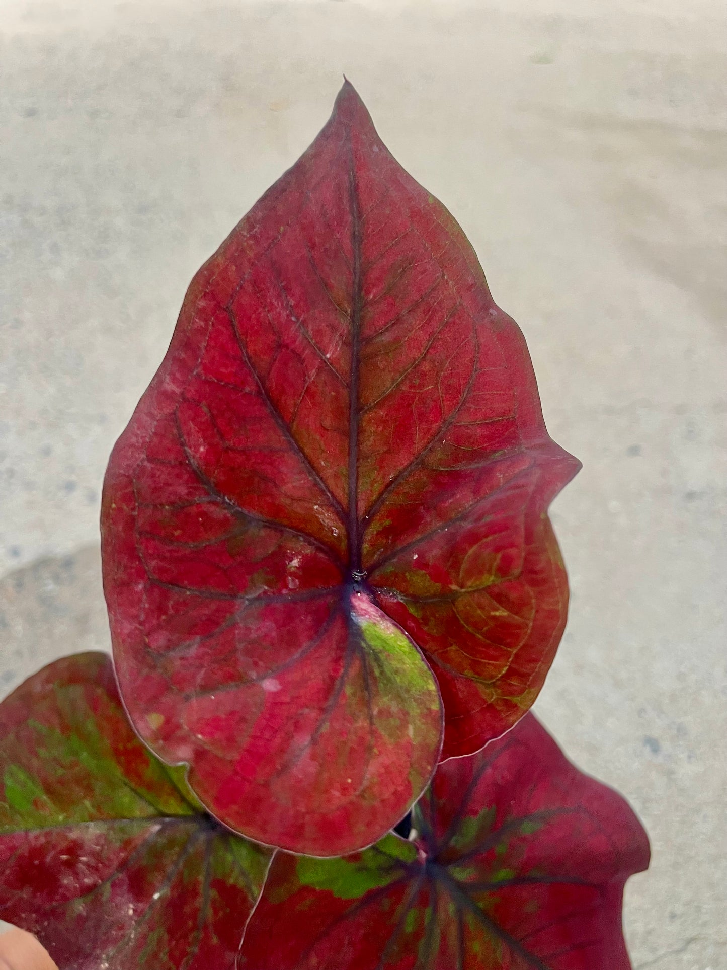 Caladium 01