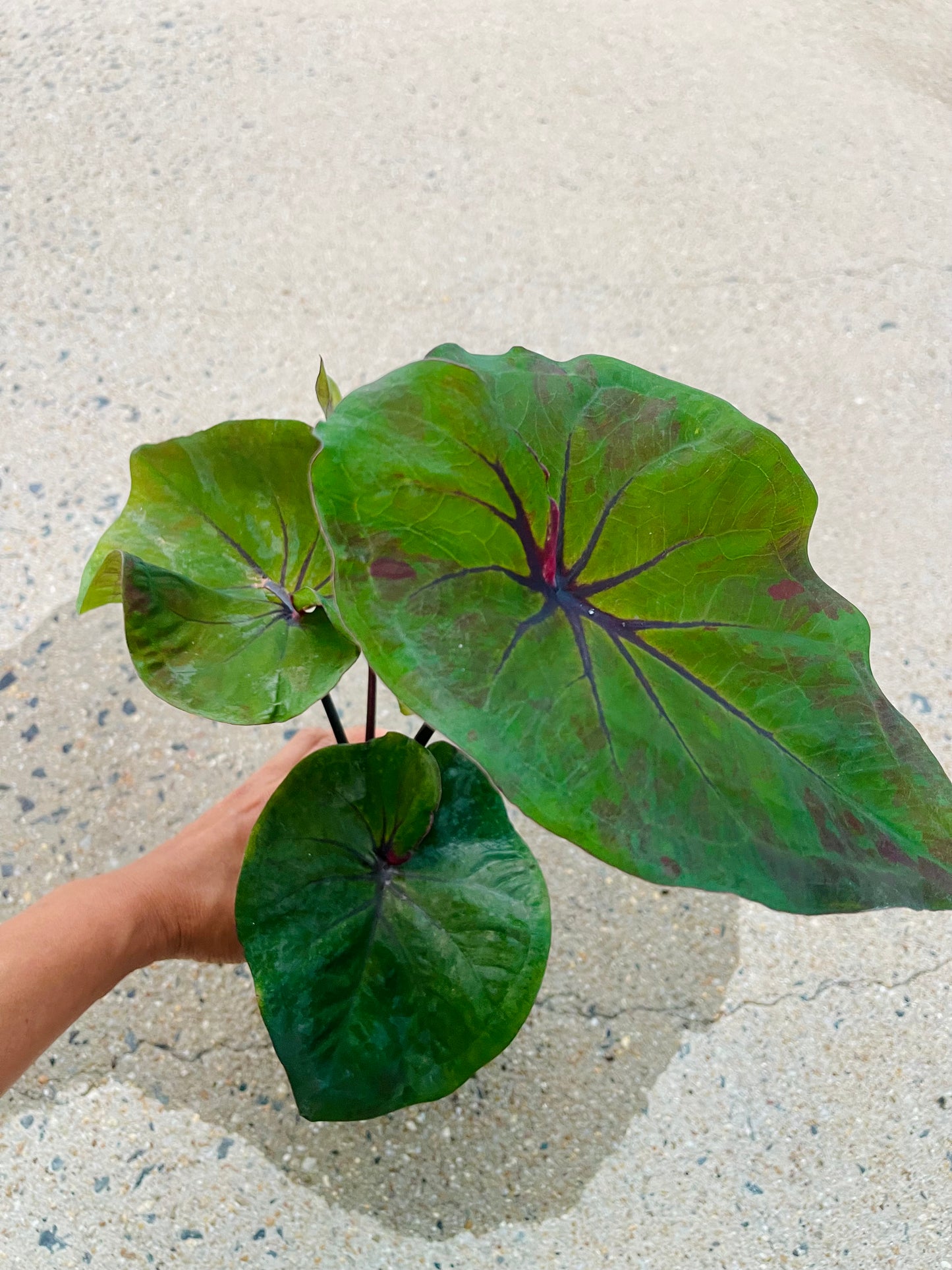 Caladium 03