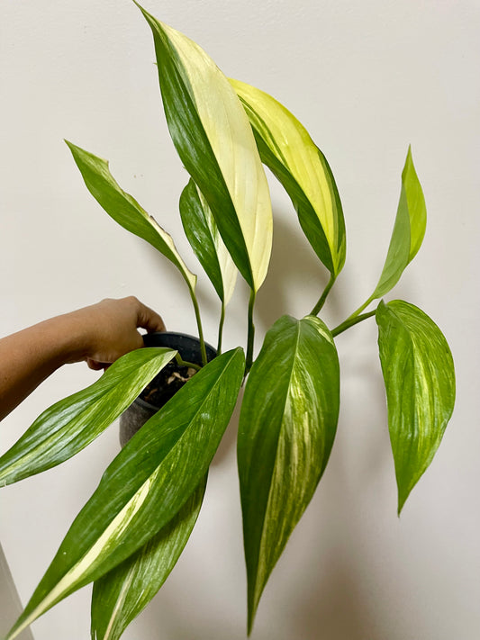 🪴EPIPREMNUM AMPLISSIMUM AUREA🪴