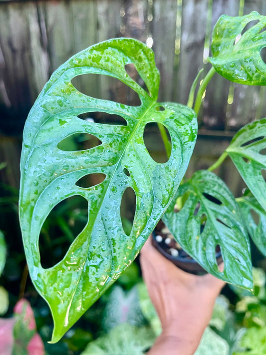 MONSTERA ADANSONII MONKEY MASK 🐵