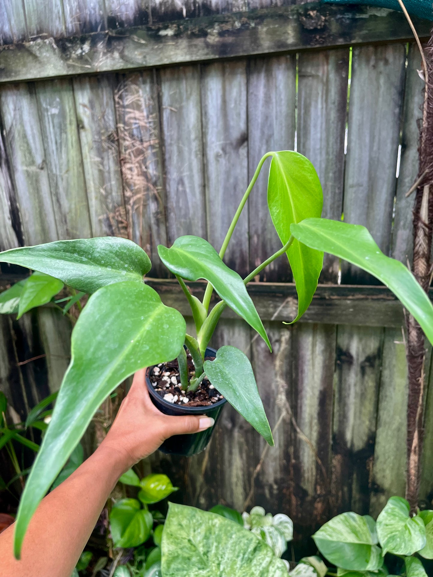 🪴Philodendron Burle Marx Flame 🪴