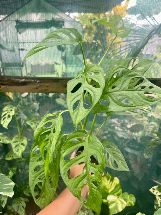Monstera adansonii Monkey mask plant 🪴