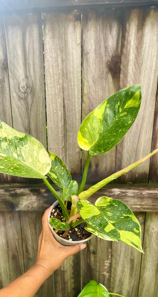 🪴Philodendron green Congo nuclear-highly variegated 🪴