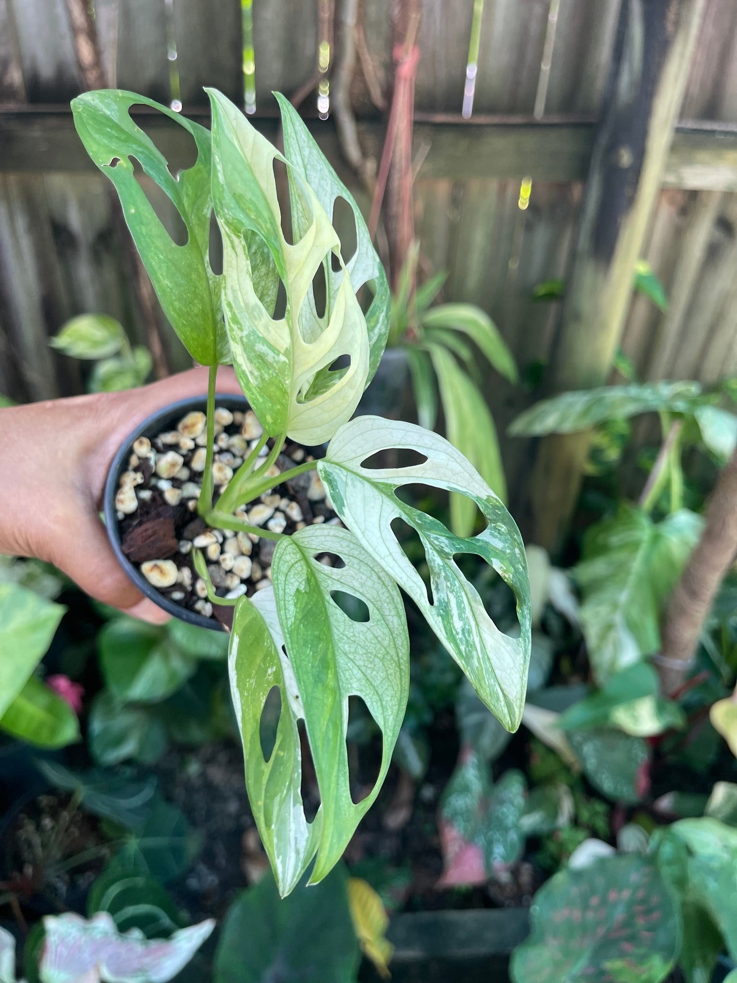🪴MONSTERA ADANSONII HIGHLY VARIEGATED 🪴