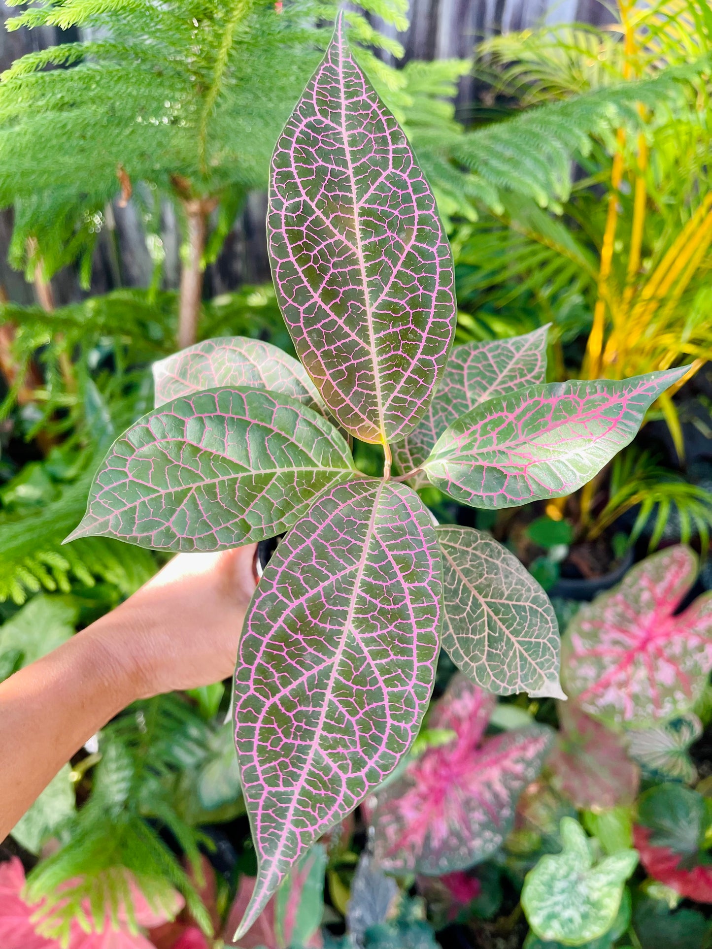 PRESTONIA QUINQUANGUANRIS 🌺