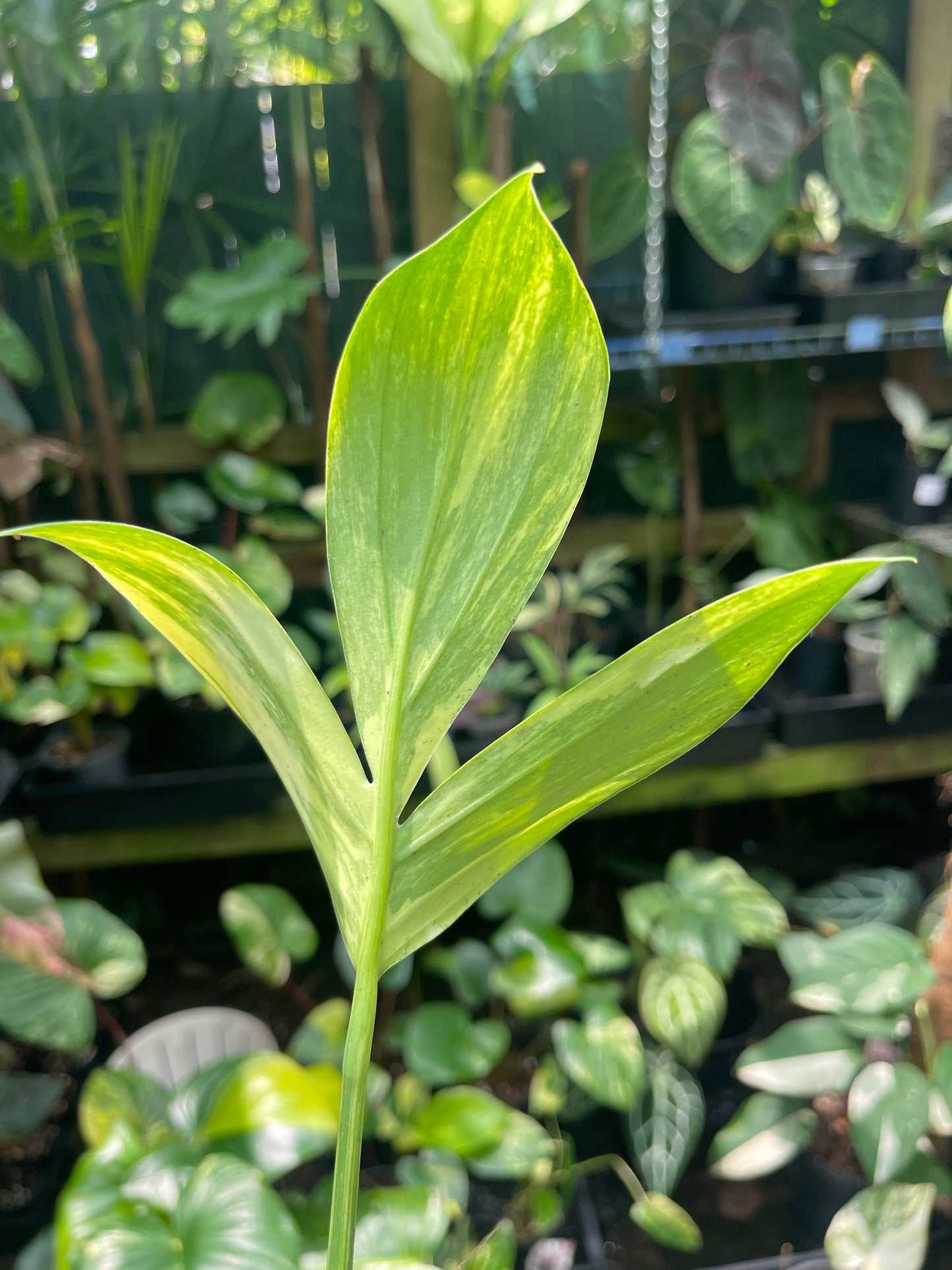 🦄Raphidophora Decursiva (Dragon's Tail) Aurea highly variegated 🦄