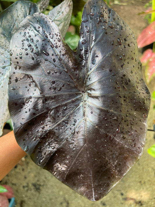 COLOCASIA Daimond head- Large plant 🖤