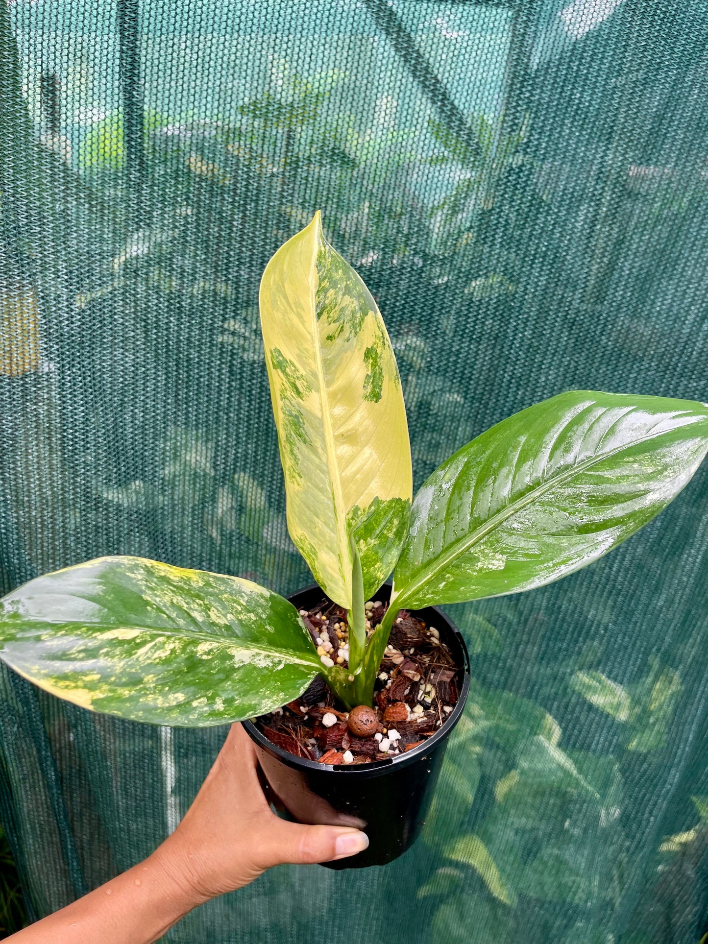 🦄Dieffenbachia highly variegated Big Ben-Pure non tc 🦄