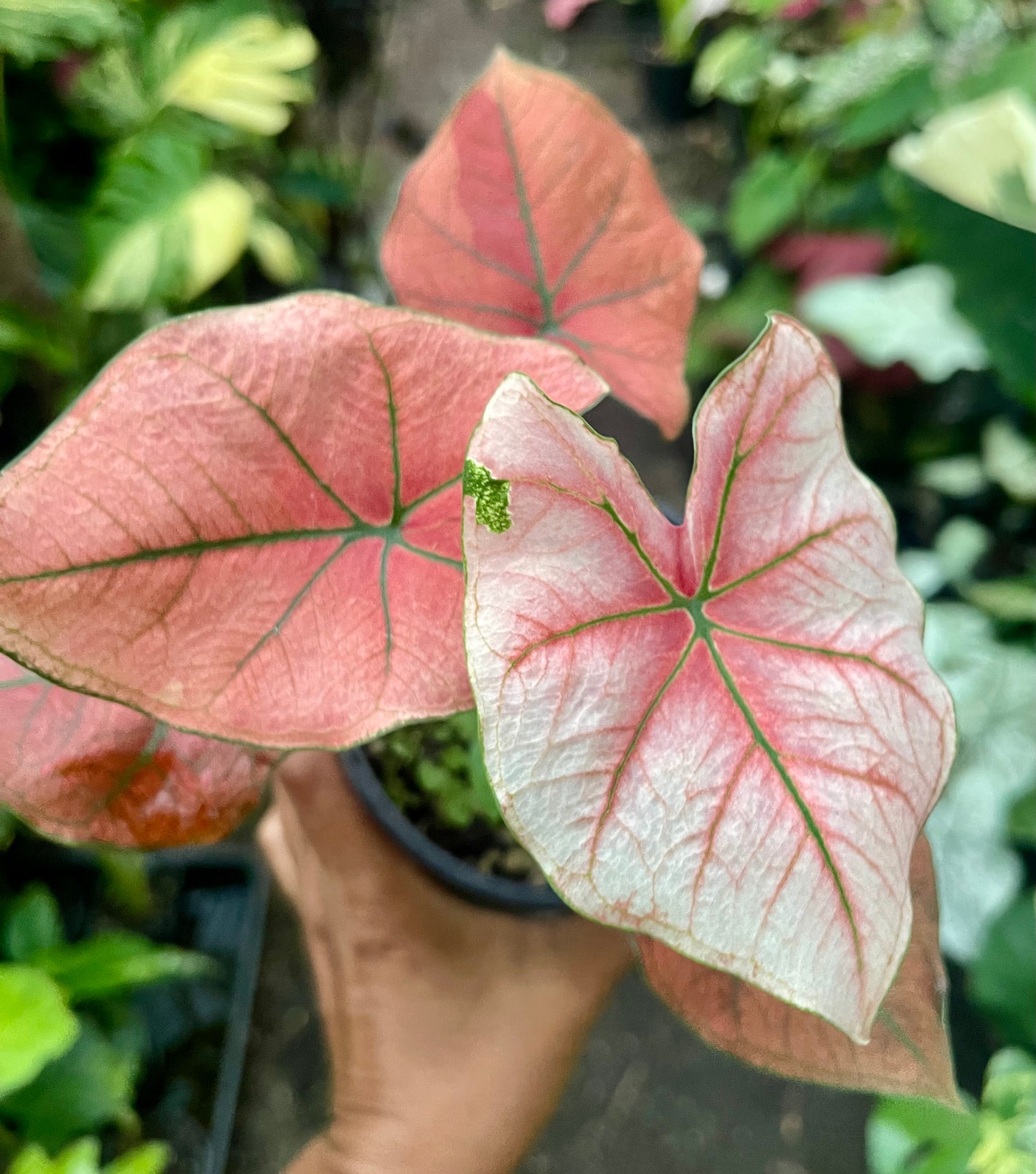 CALADIUM 02