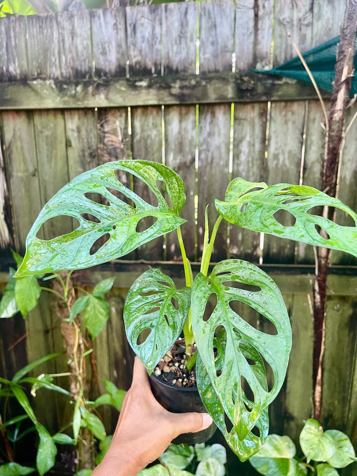 MONSTERA ADANSONII MONKEY MASK 🐵