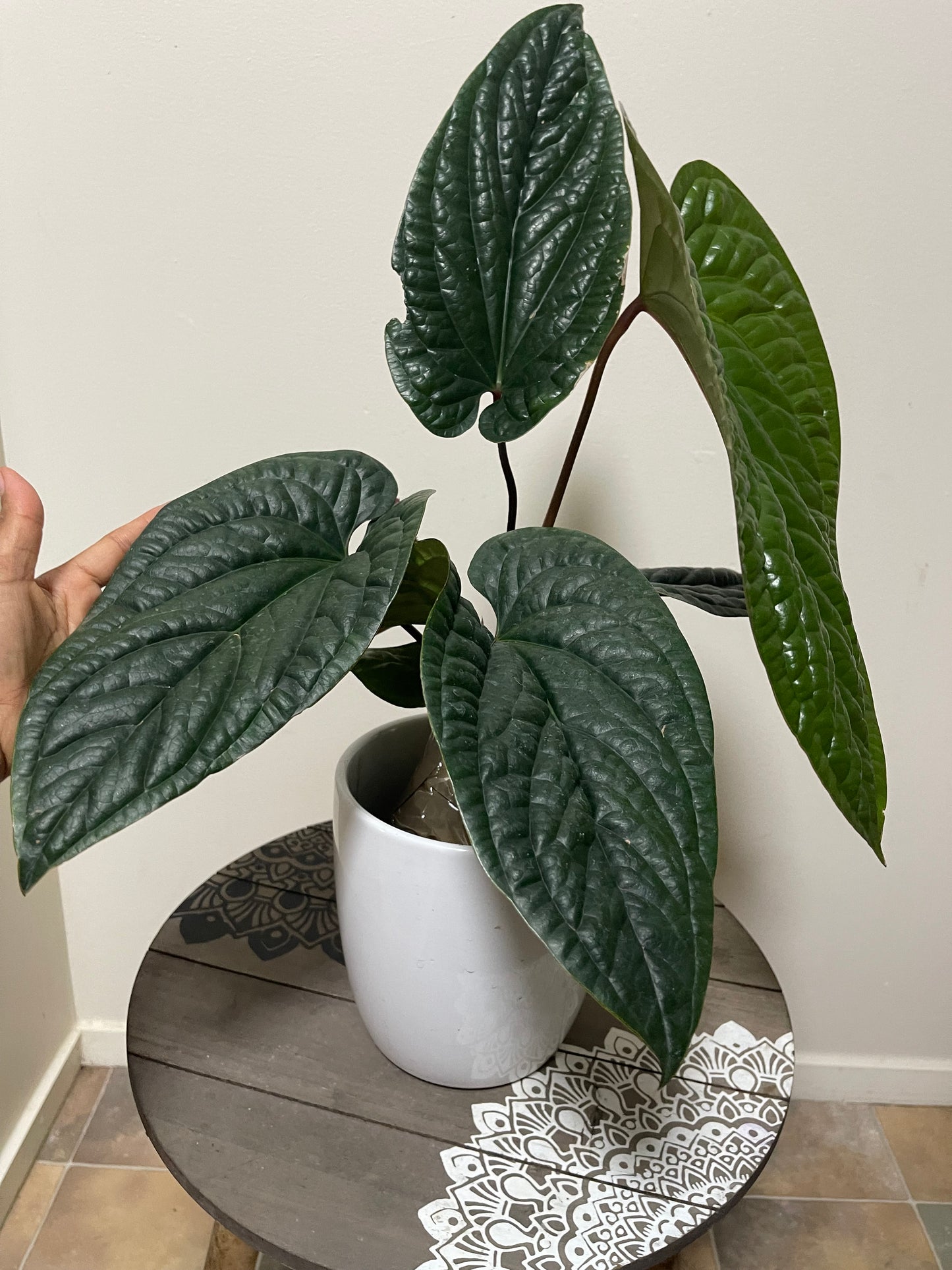 Anthurium Luxurian X Radicans- Big established plant 🪴