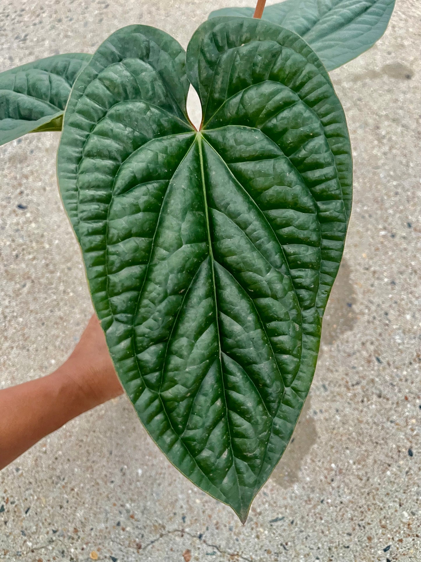 Anthurium Luxurian X Radicans- Big established plant 🪴