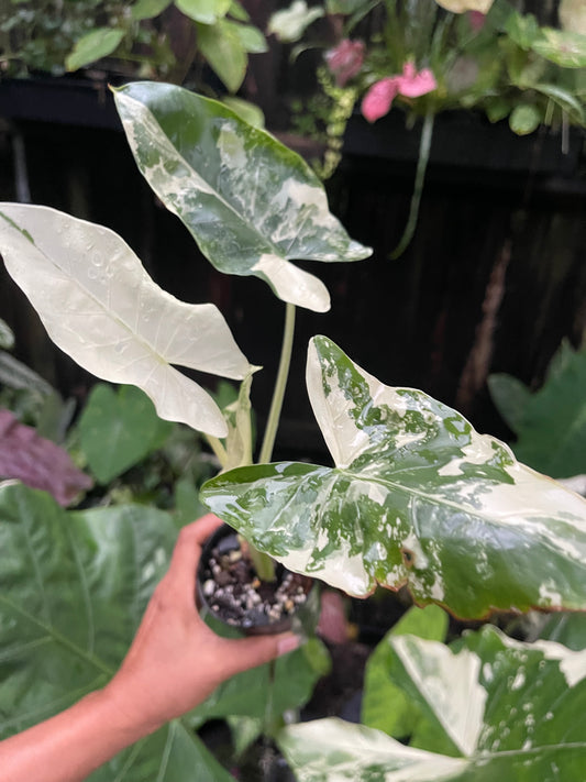 ALOCASIA MACCRORHIZA HIGHLY VARIEGATED~NON TC # plant 1