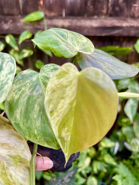 🍀PHILODENDRON VARIEGATED HEART LEAF 🍀