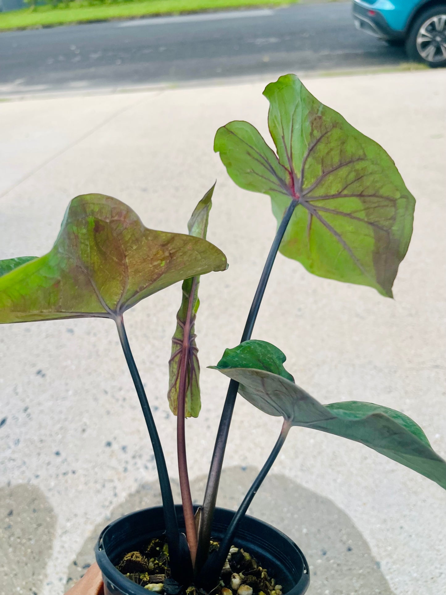 Caladium 03
