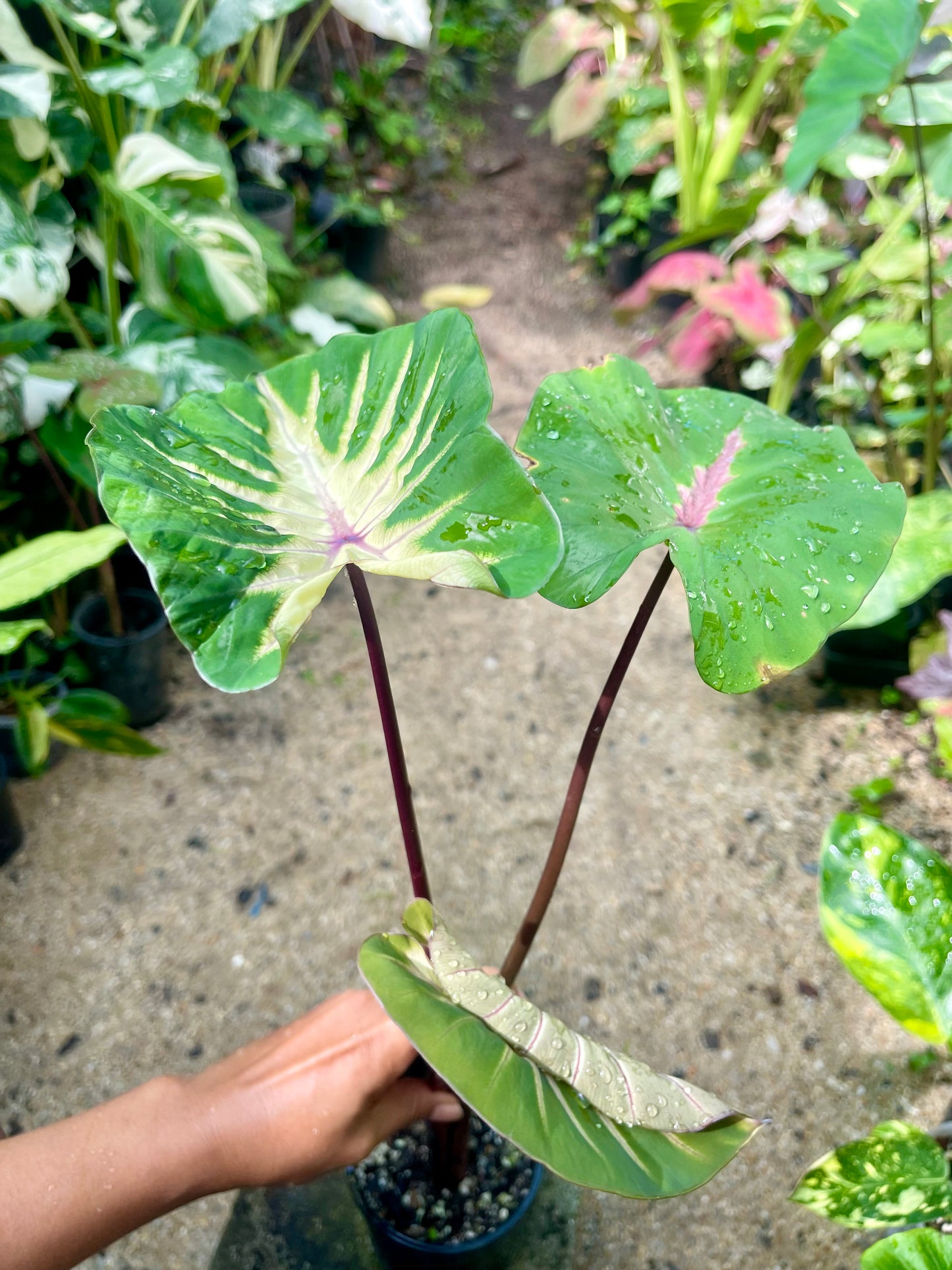 COLOCASIA HAWAIIAN WAIKIKI 🩷