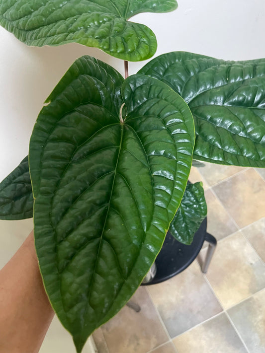 🪴ANTHURIUM LUXURIAN X RADICAN XL🪴