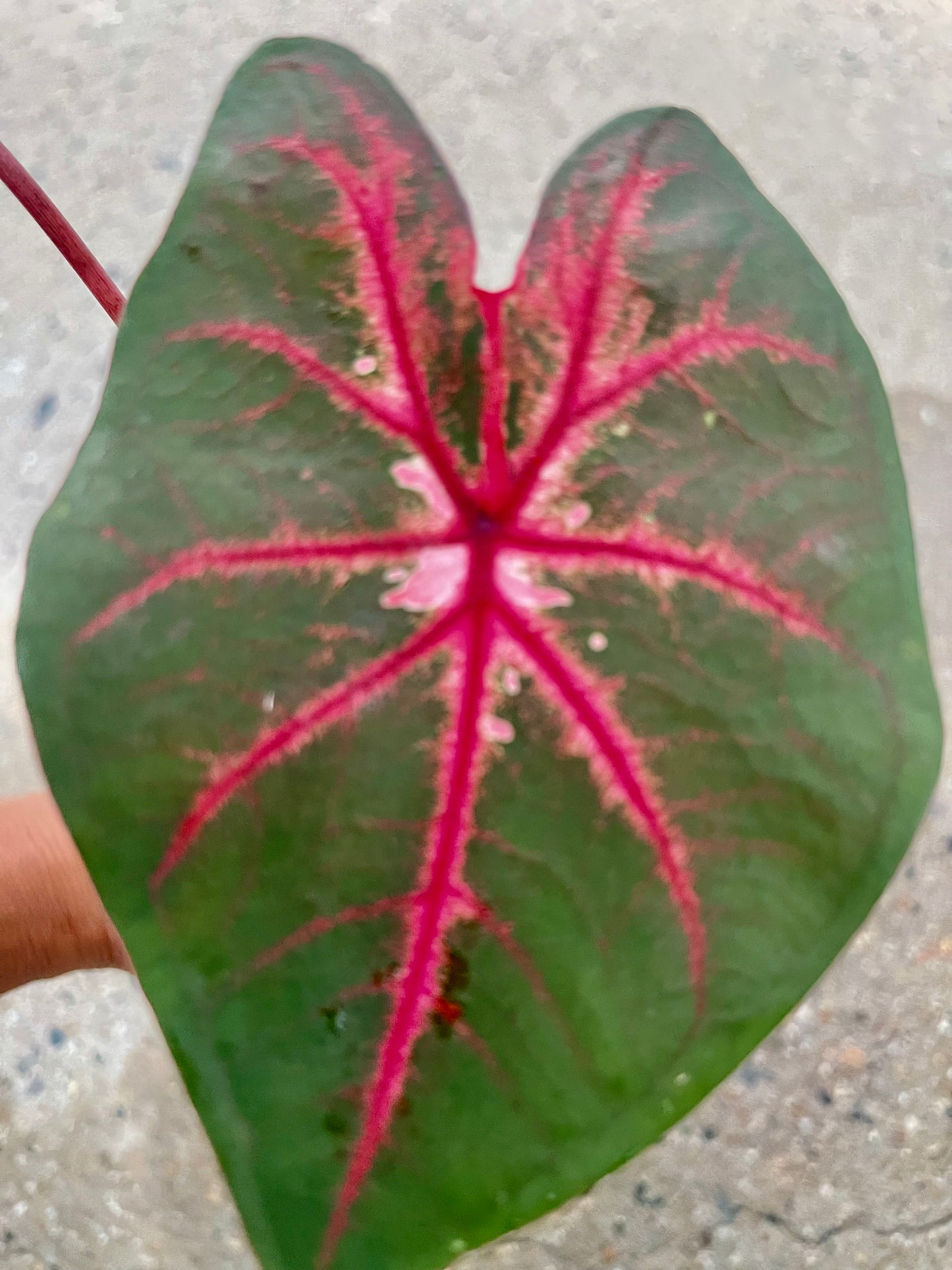 Caladium 02
