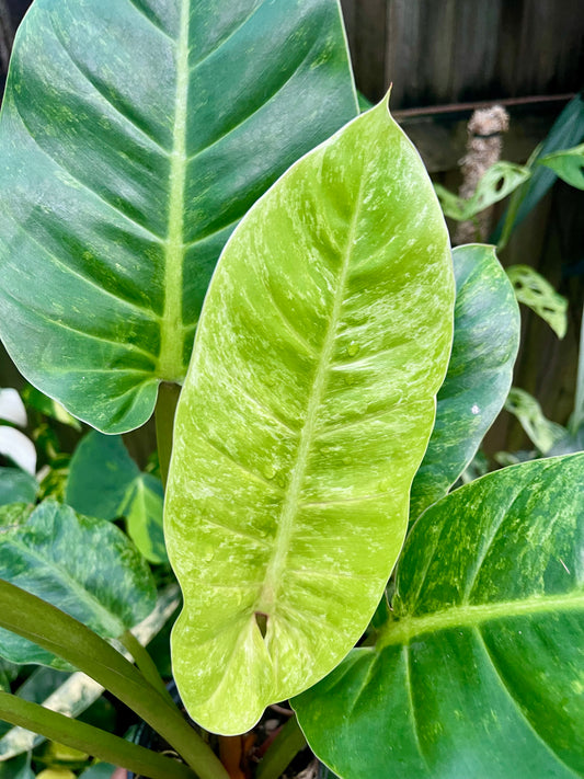 PHILODENDRON VARIEGATED NOID-XL
