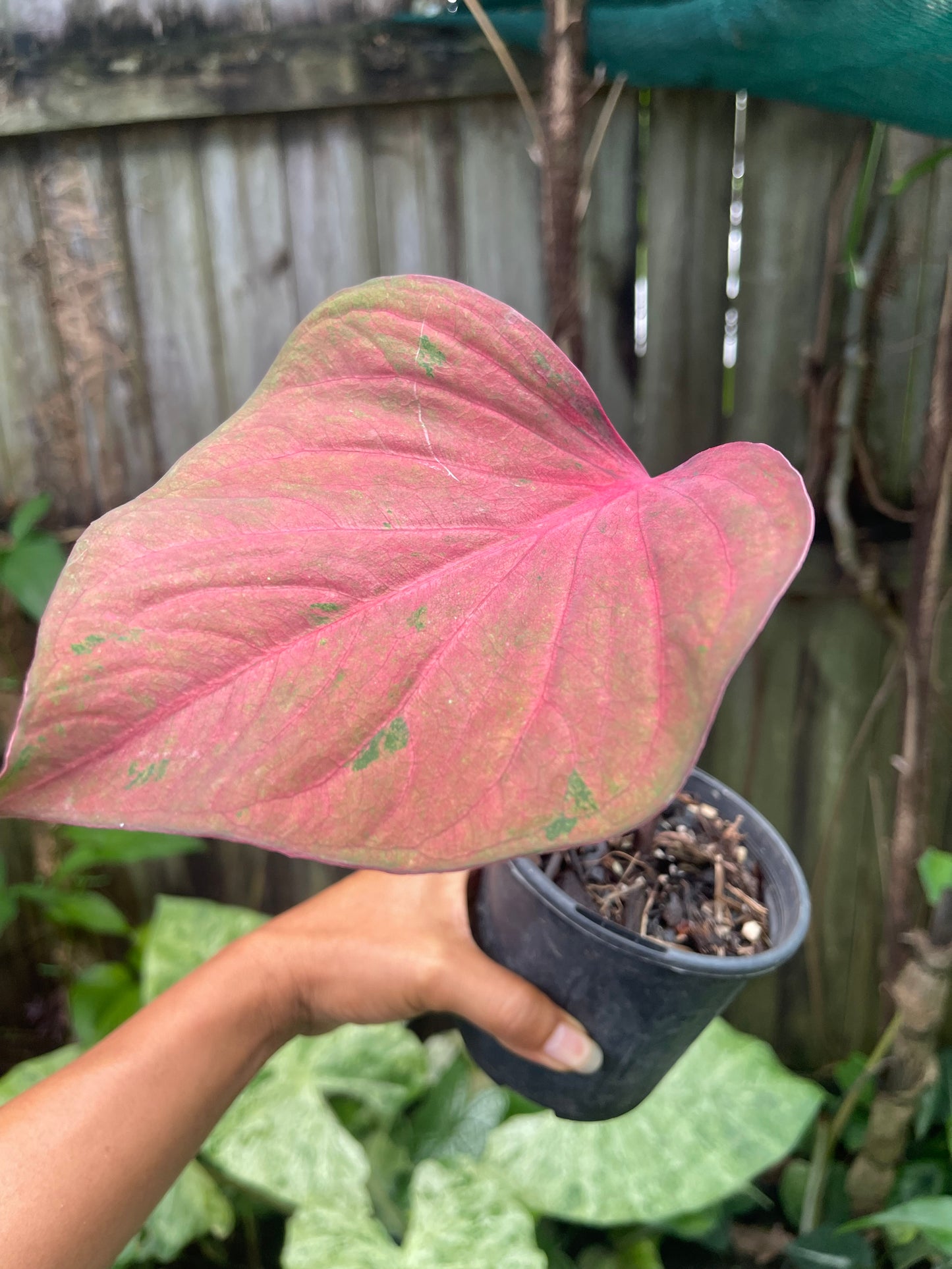 Caladium 04