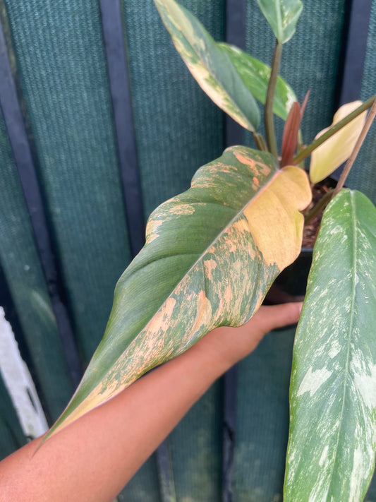 🦄PHILODENDRON CARAMEL MARBLE-DOUBLE HEADS 🦄