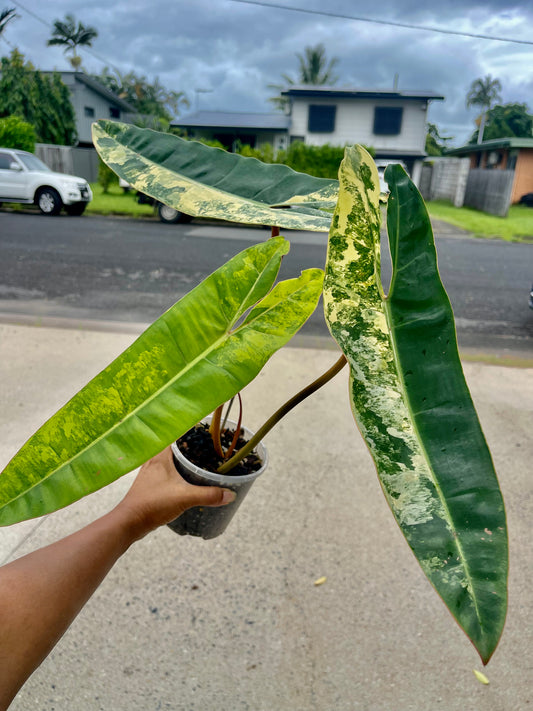 🦄PHILODENDRON VARIEGATED BILLITIAE-COLLECTOR PLANT-Non TC 🦄
