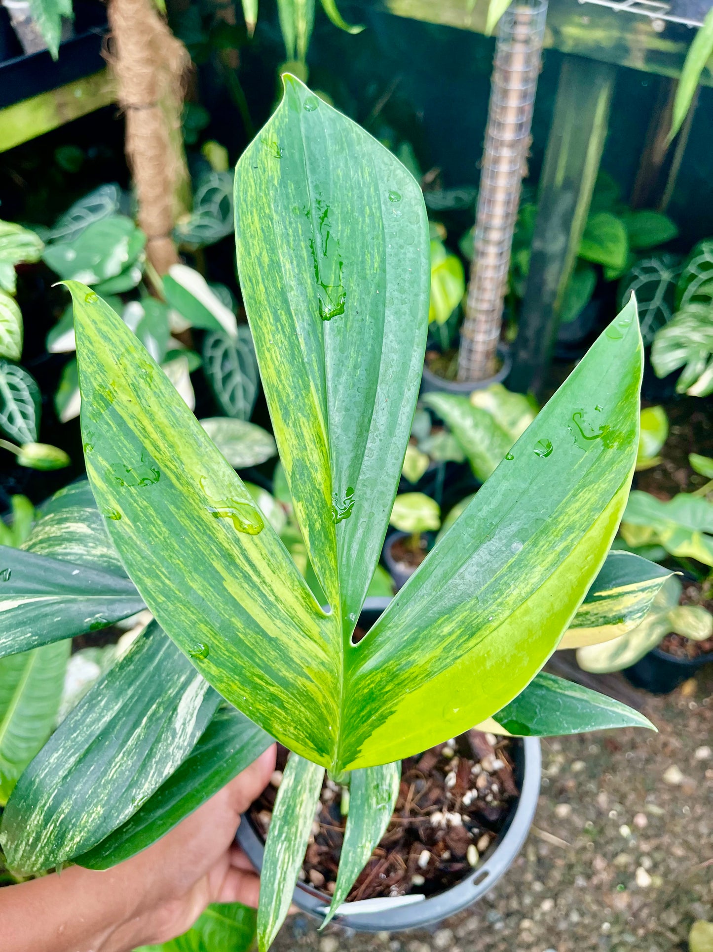 🦄Raphidophora Decursiva (Dragon's Tail) Aurea highly variegated 🦄