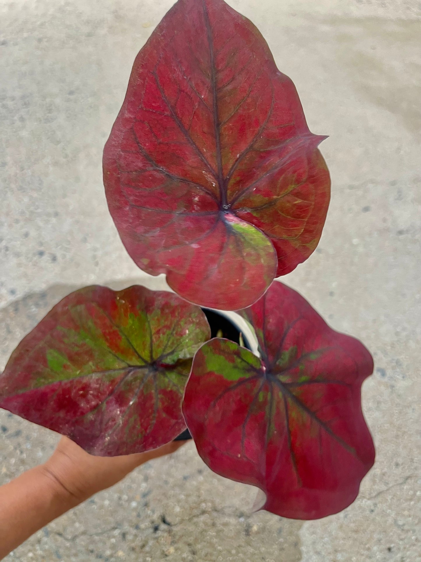 Caladium 01
