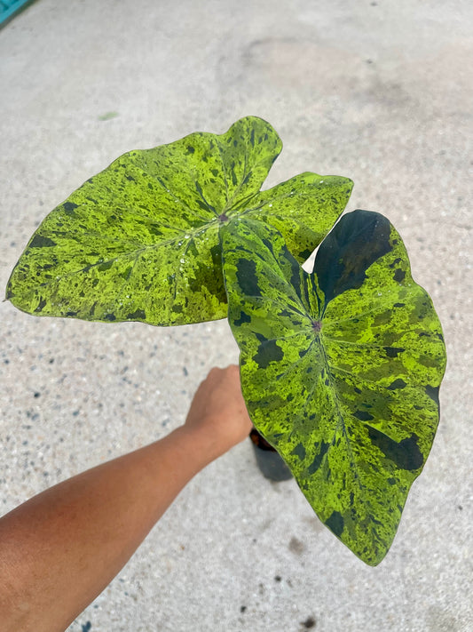 Colocasia mojito