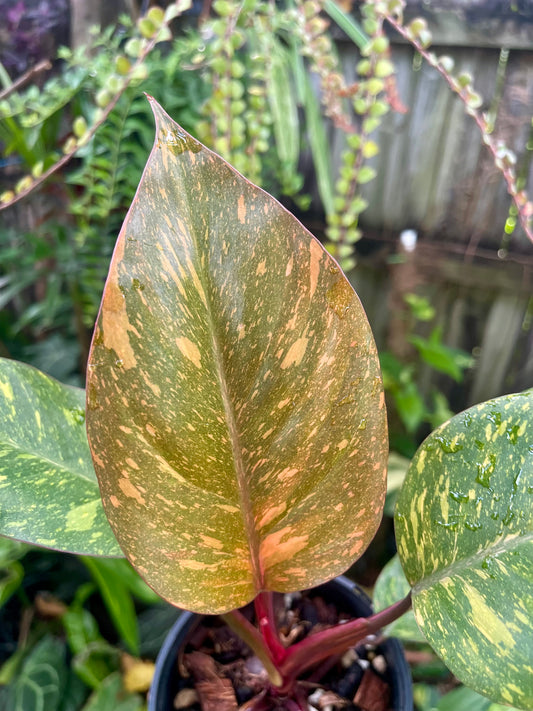 🍊PHILODENDRON ORANGE PRINCESS VARIEGATED 🍊