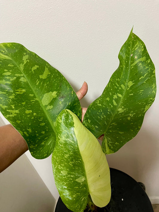 🪴Philodendron Jose Buono 🪴