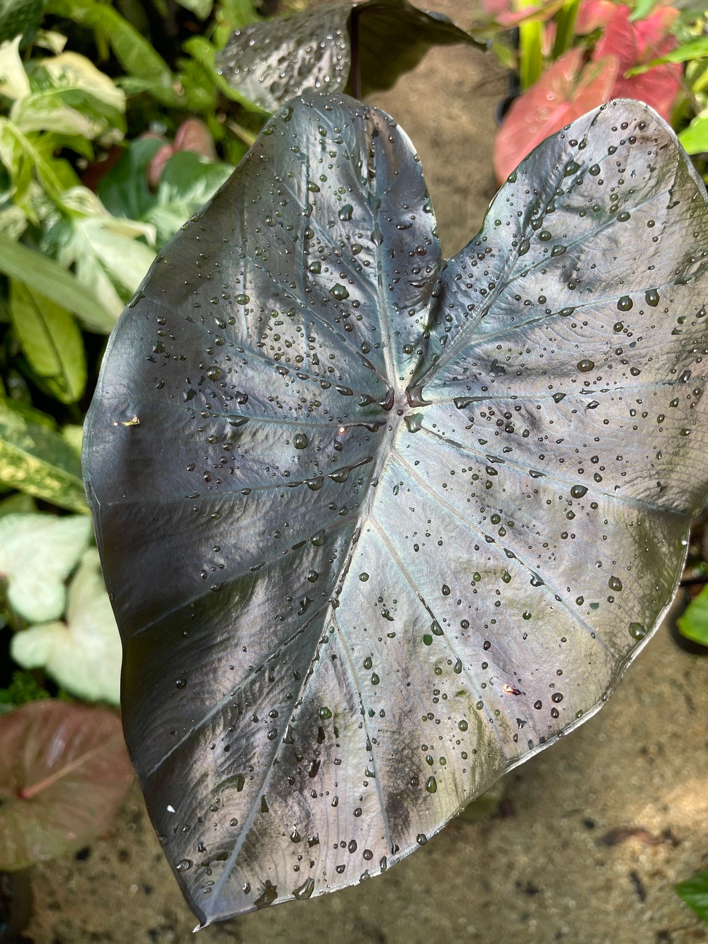 COLOCASIA Daimond head- Large plant 🖤
