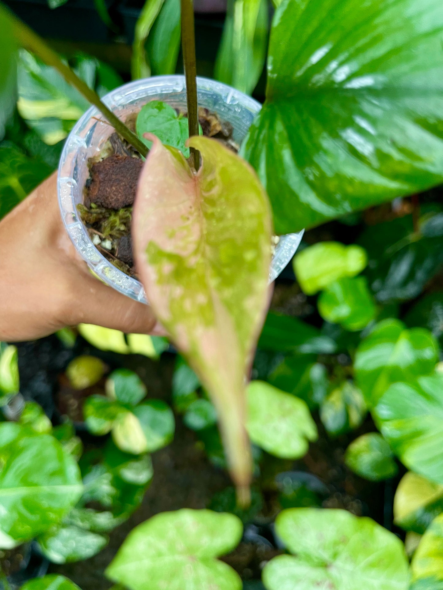 🦄HOMALOMENA PINK DIAMOND-RARE COLLECTOR PLANT 🦄