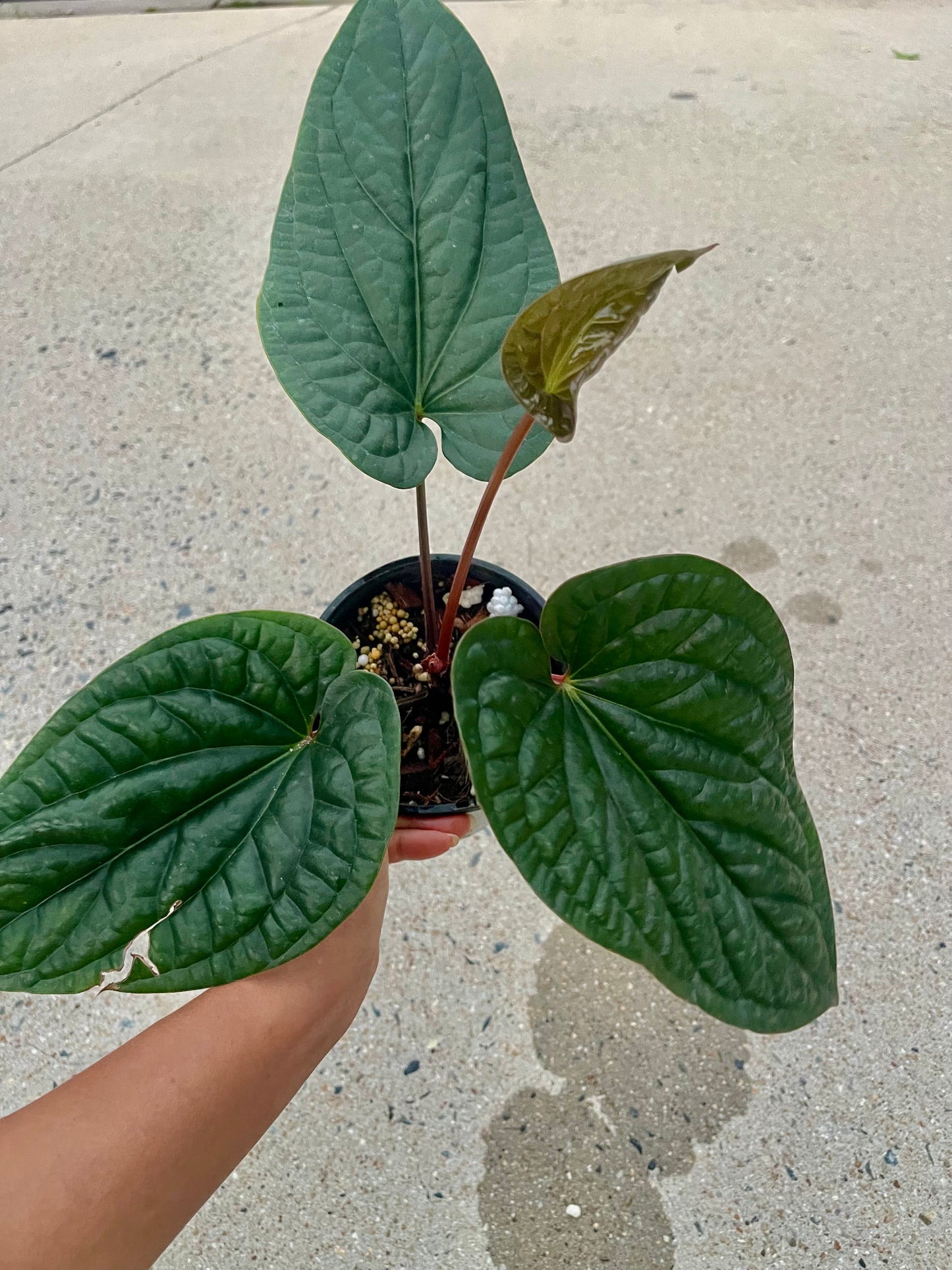 Anthurium Luxurian X Radicans- Big established plant 🪴