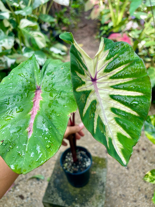 COLOCASIA HAWAIIAN WAIKIKI 🩷