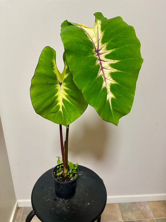 COLOCASIA QUEEN OF PHOENIX 🐦🔥