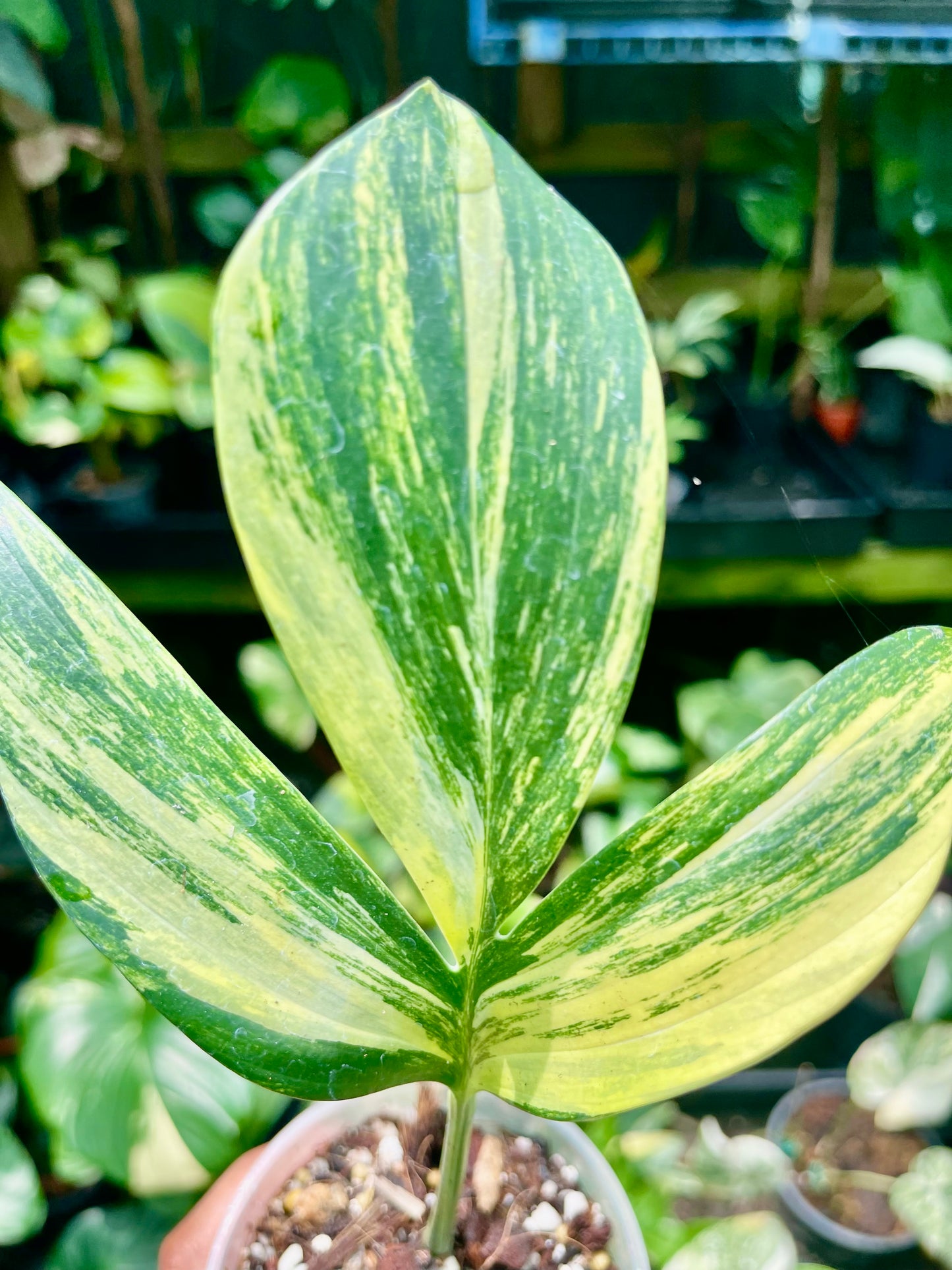 🦄Raphidophora Decursiva (Dragon's Tail) Aurea highly variegated 🦄