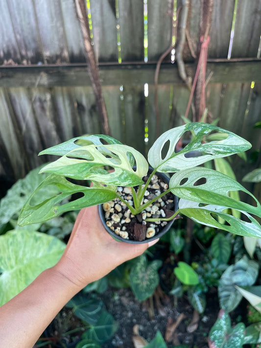 🪴MONSTERA ADANSONII HIGHLY VARIEGATED 🪴