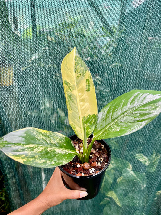 🦄Dieffenbachia highly variegated Big Ben-Pure non tc 🦄