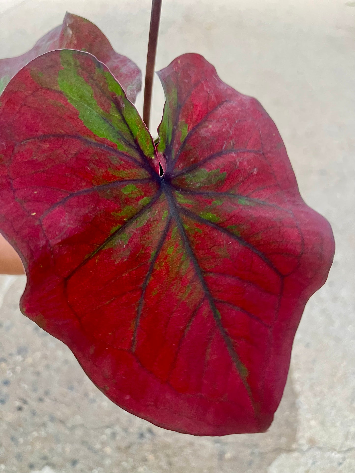 Caladium 01