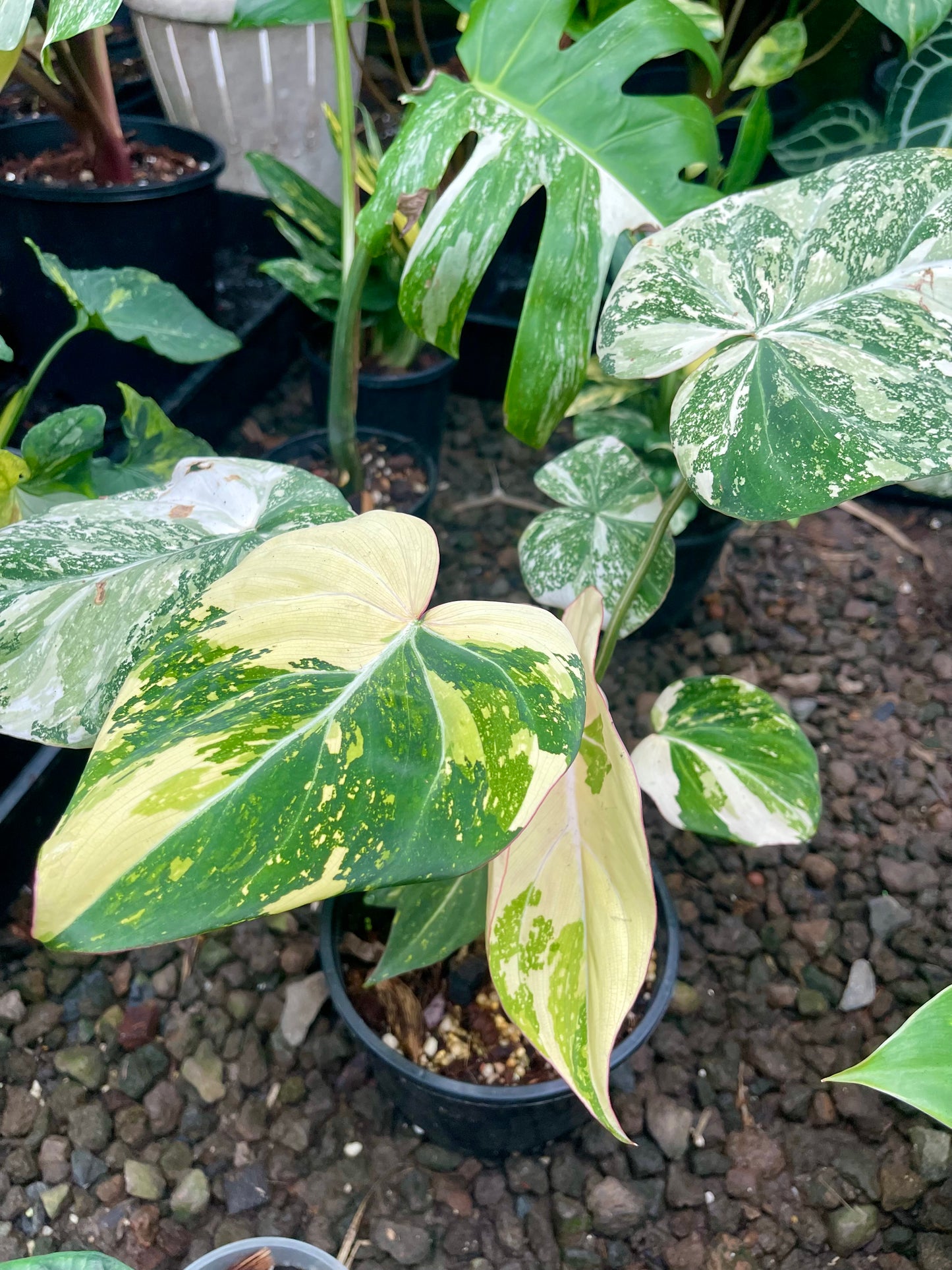 Philodendron variegated gloriosum 🦄
