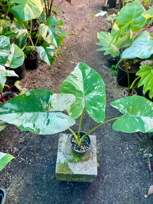 COLOCASIA THOUSANDS STAR ( NEW RELEASE)