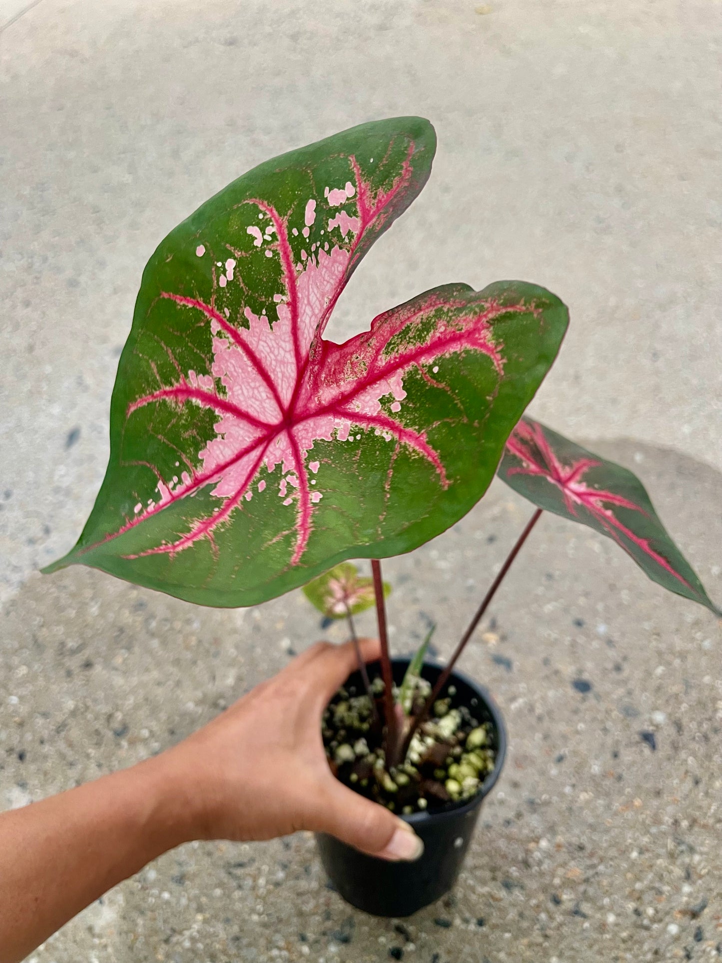 Caladium 02