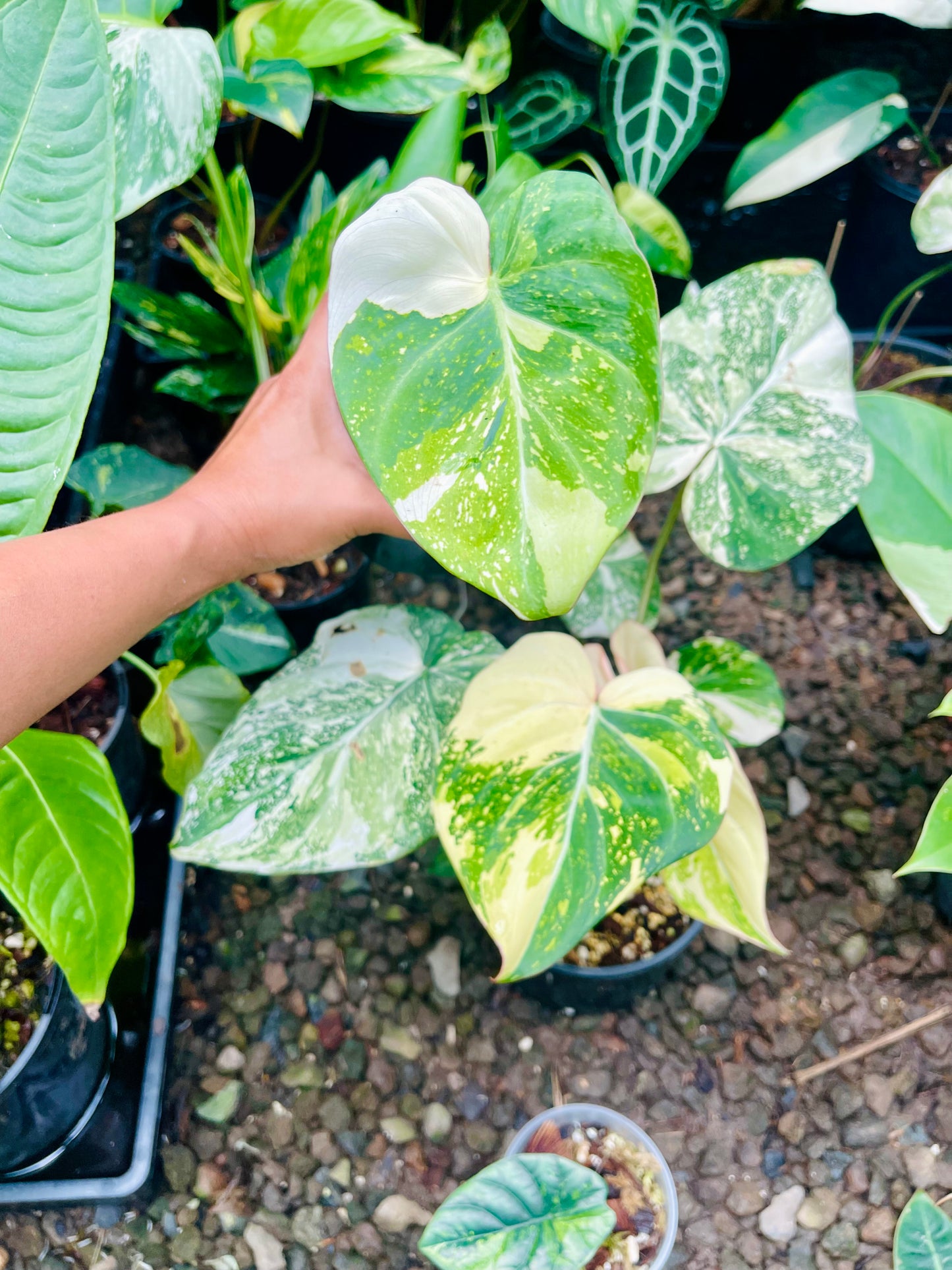 Philodendron variegated gloriosum 🦄