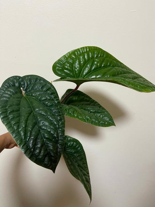 Anthurium Luxurian X Radican- Large established plant 🪴