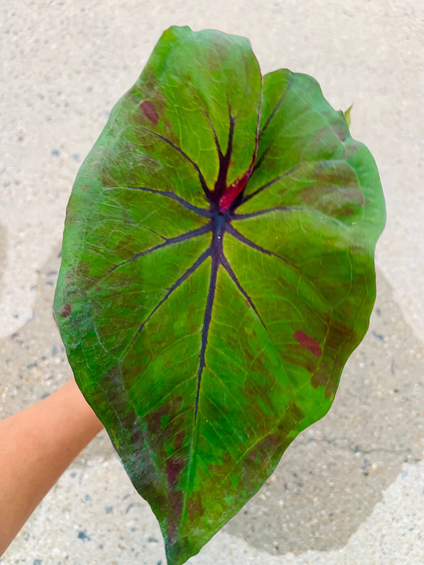 Caladium 03